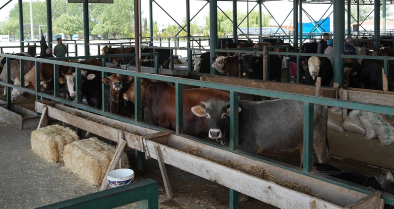 eskisehirde buyuksehir hayvan pazari kapatildi gWXtVHNh