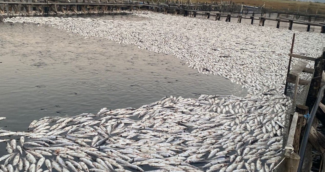 mugla dalyanda oksijen yetersizligi nedeniyle tonlarca balik telef oldu 6WghVQQO