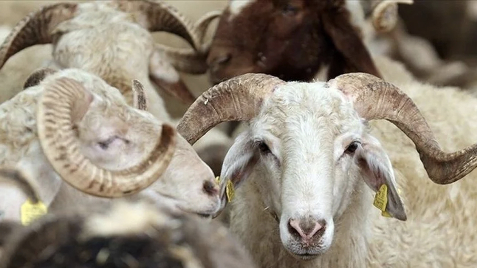 tigem 3 bin 200 reforme kucukbas hayvan satacak Rpkr4FFI