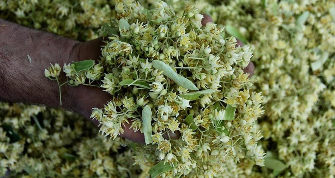 degeri altinla yarisiyor ama sonbahar geldi kapis kapis satiliyor u247zCs8.jpg