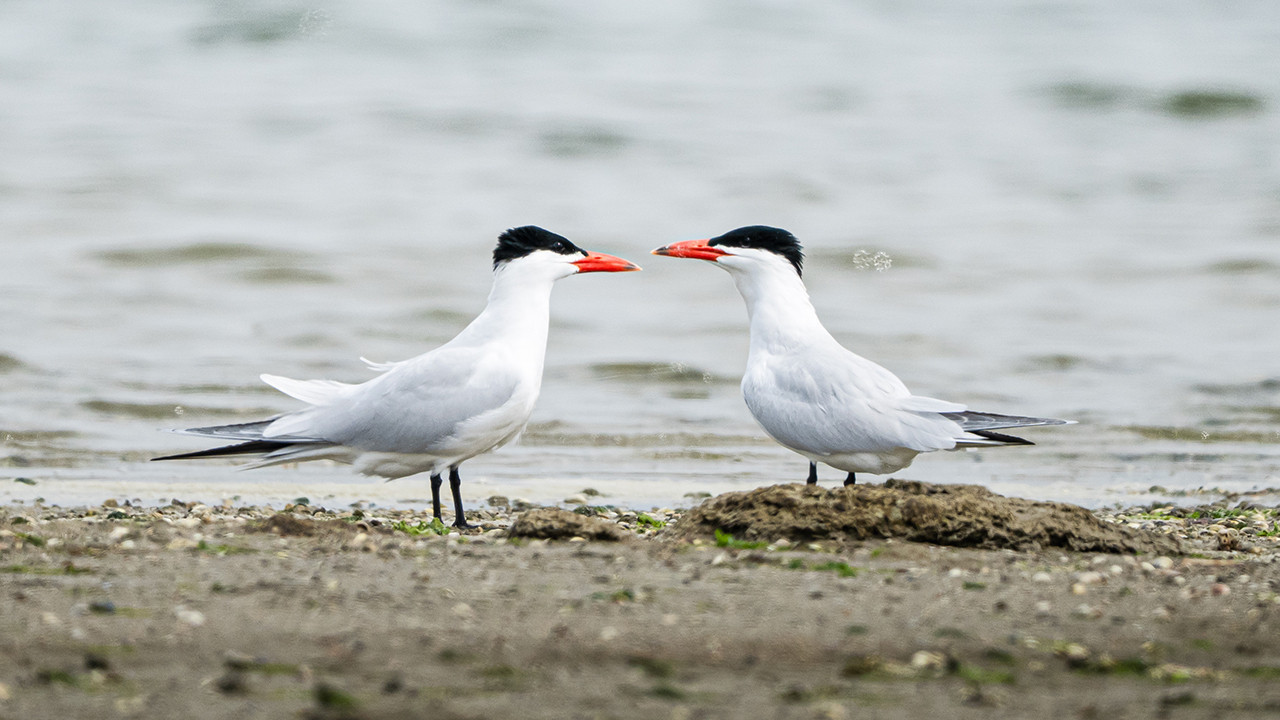Gediz Deltası’nda Bahar Coşkusu: Kuşlar Yeniden Döndü