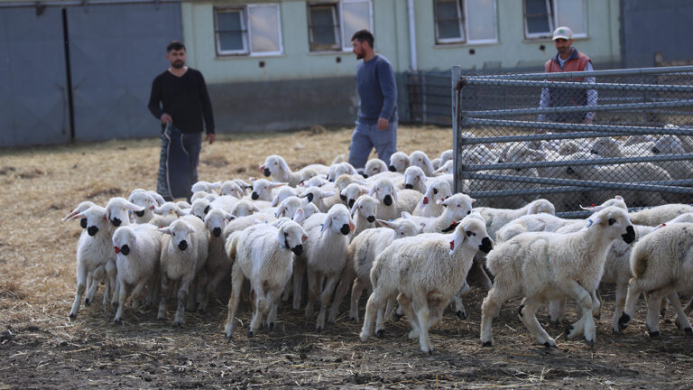 annelerini-bulmak-icin-tek-tek-kokladilar-TQyglI33