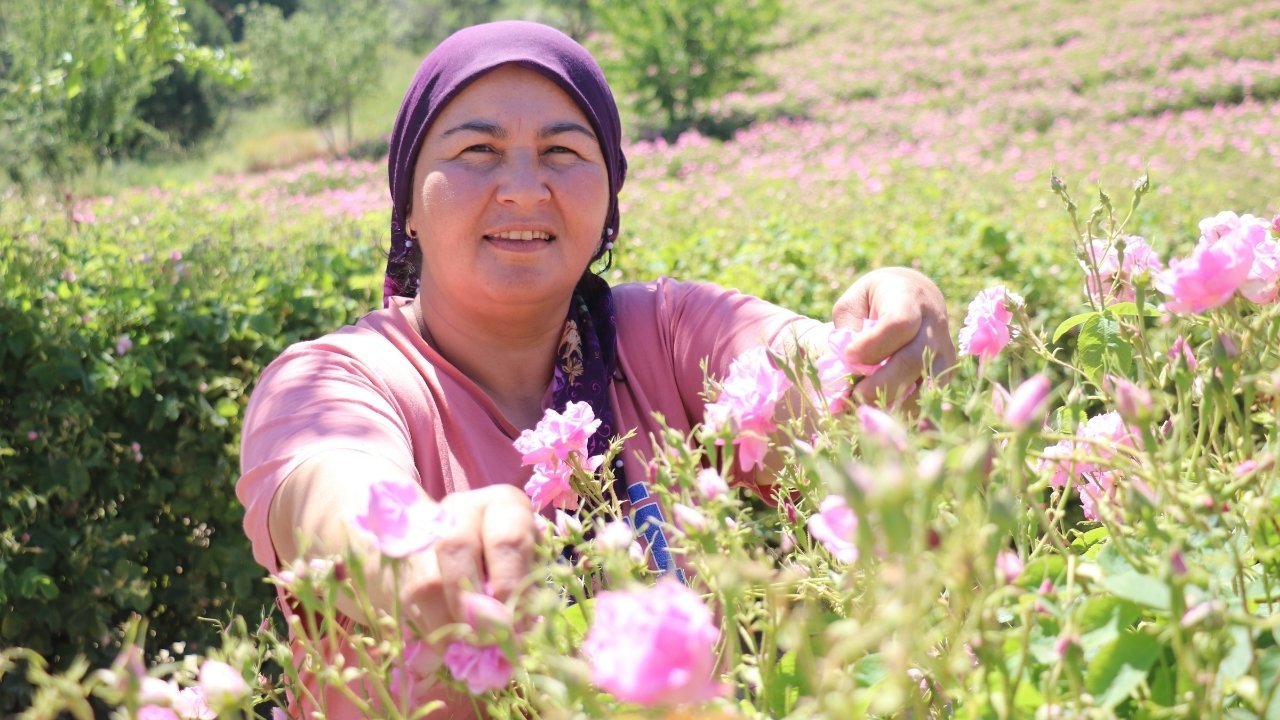Tüm dünyaya yeten hasatta sona yaklaşıldı: Sabah 5’te tepelerden topluyorlar